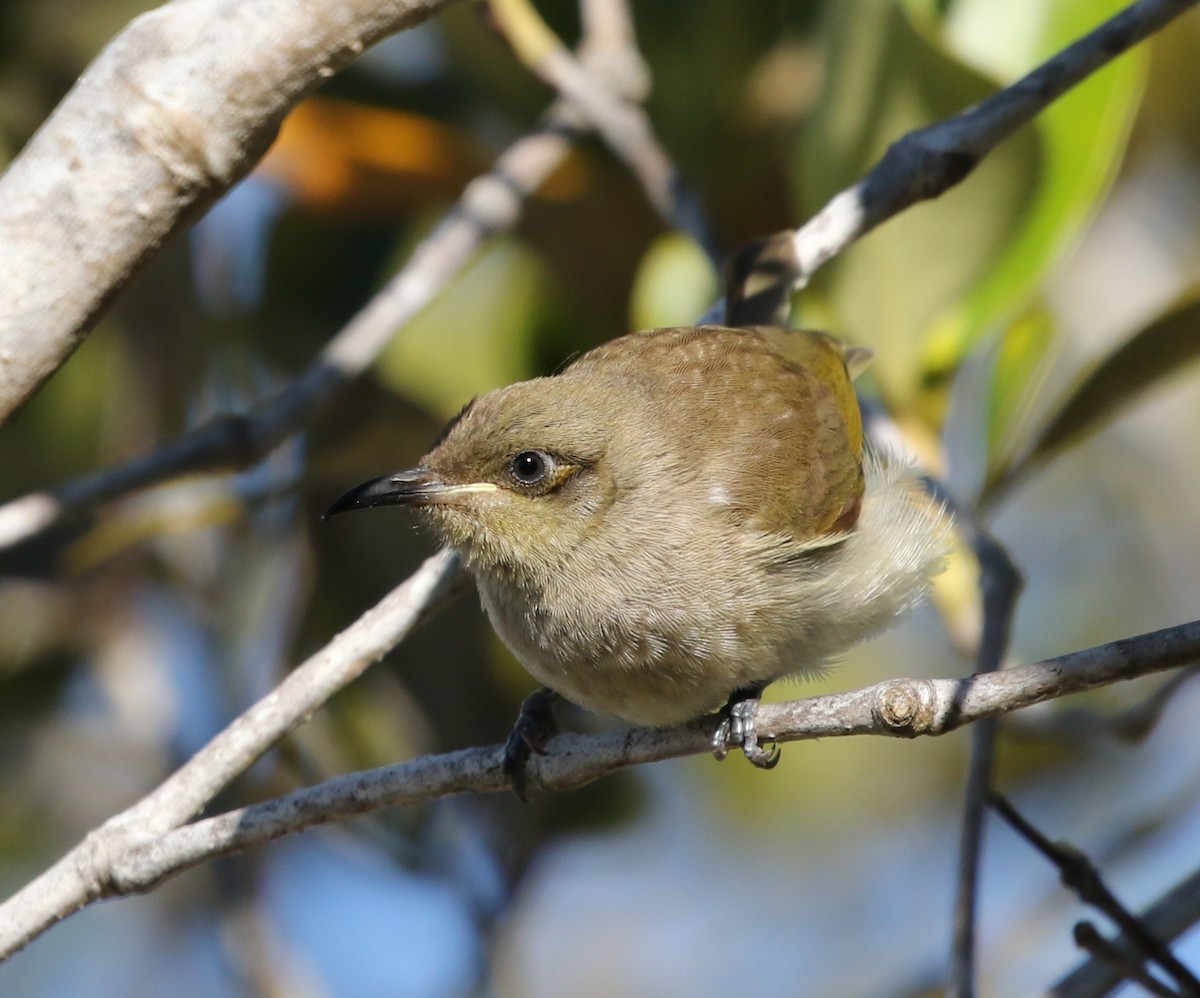 Brown Honeyeater - ML64351061