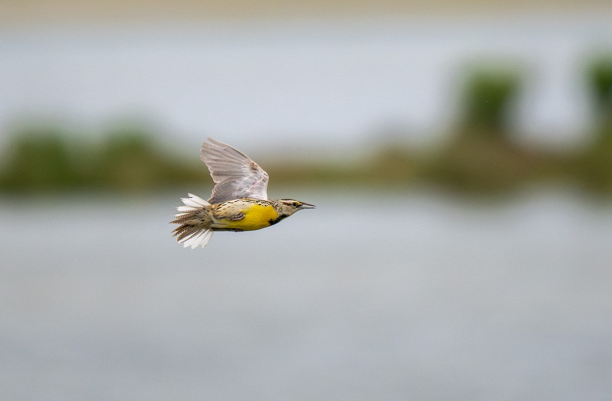 Eastern Meadowlark - ML643510614