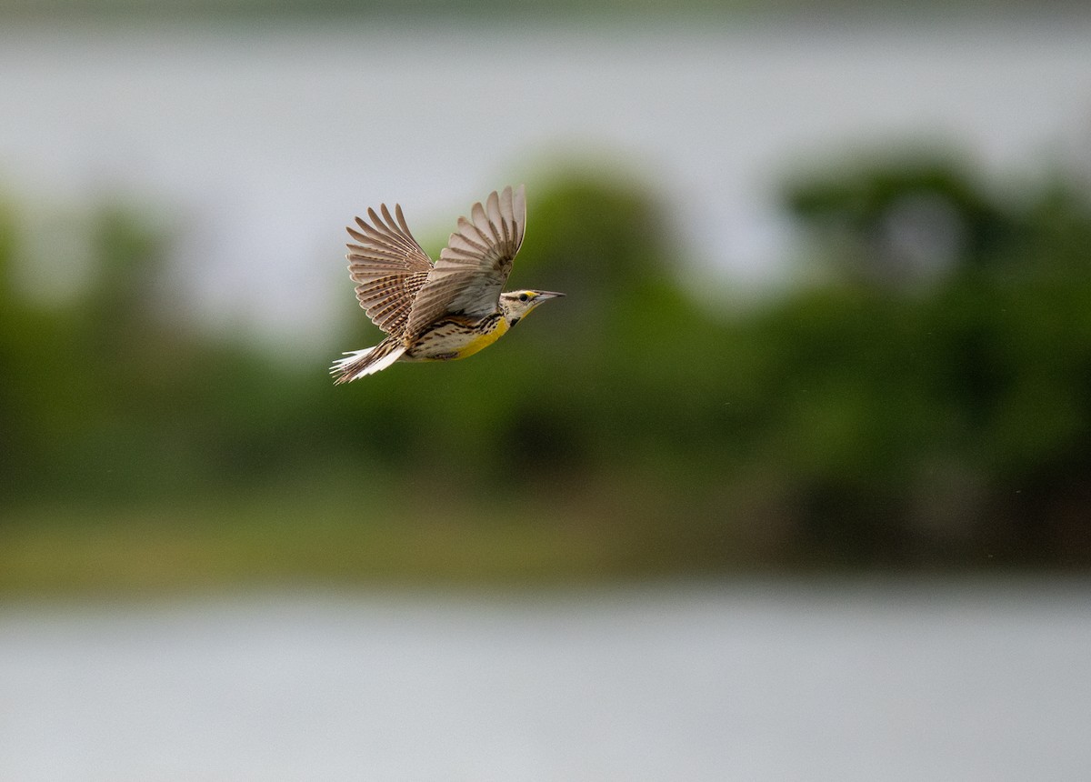 Eastern Meadowlark - ML643510615
