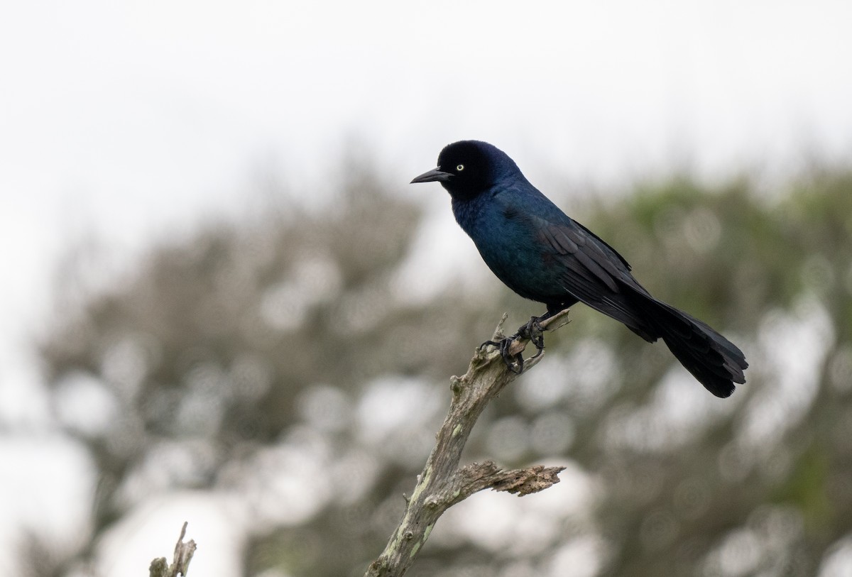 Boat-tailed Grackle - ML643510621