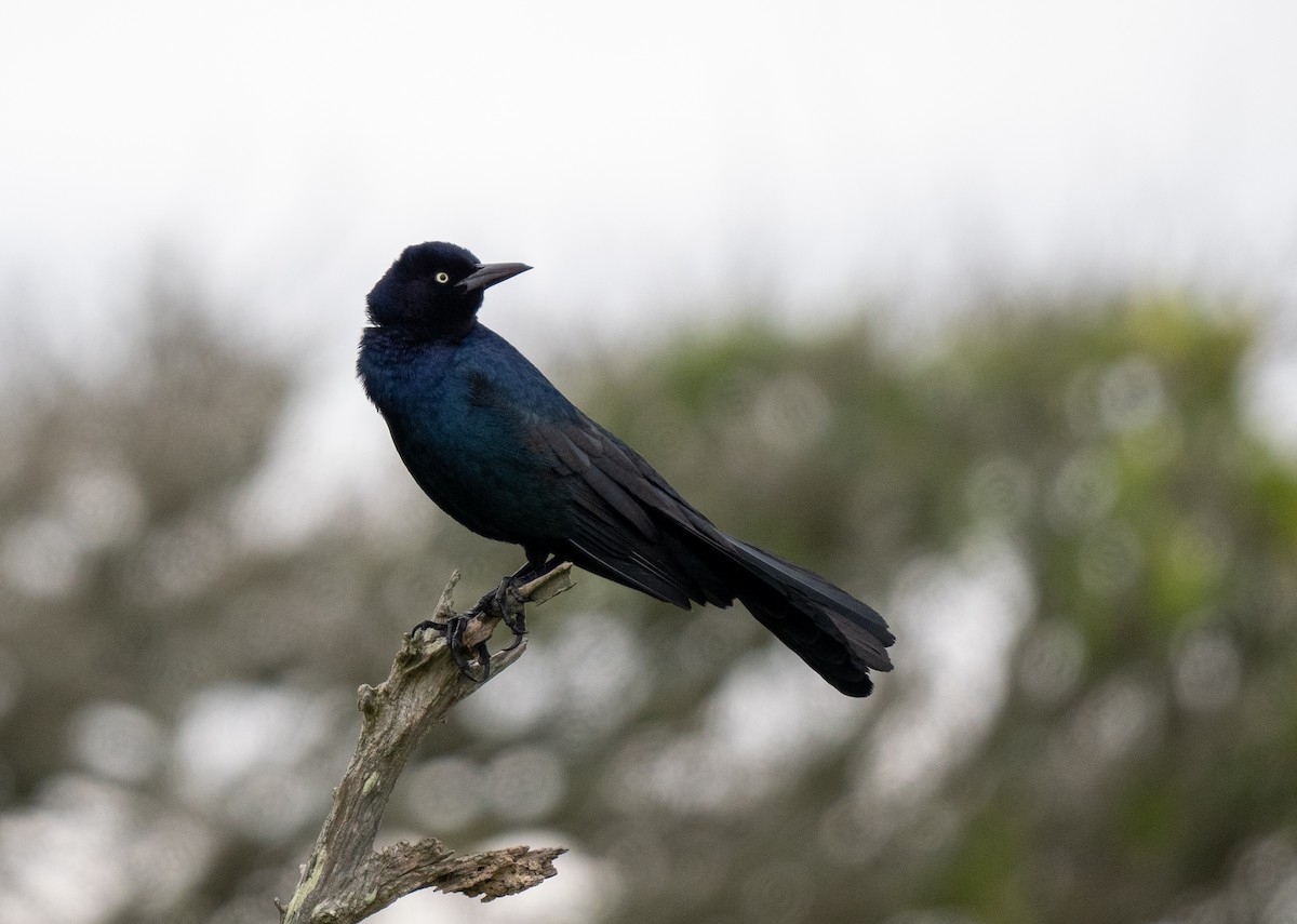 Boat-tailed Grackle - ML643510622
