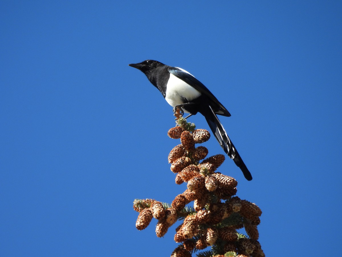 Black-billed Magpie - ML643510625