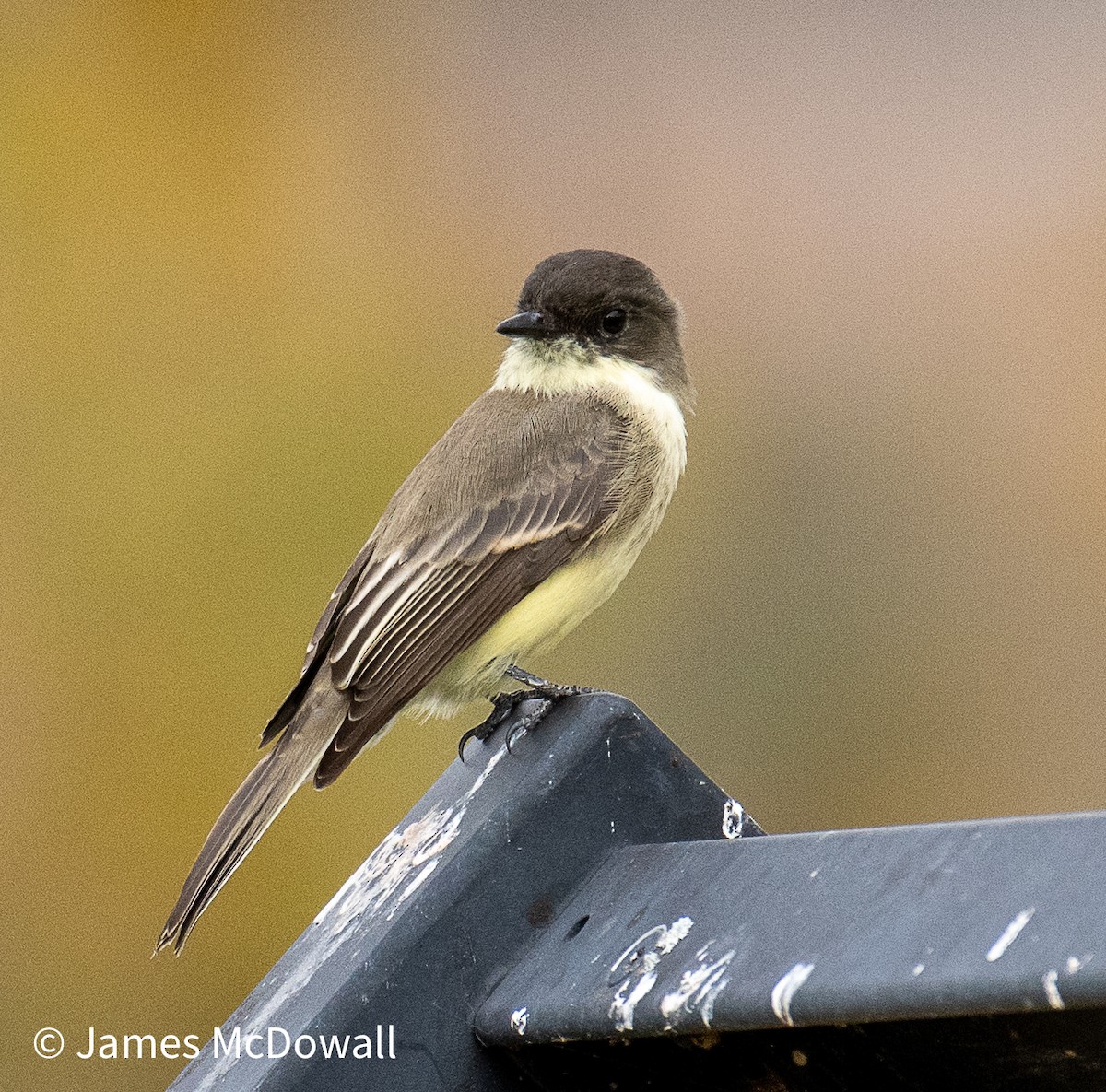 Eastern Phoebe - ML643510630