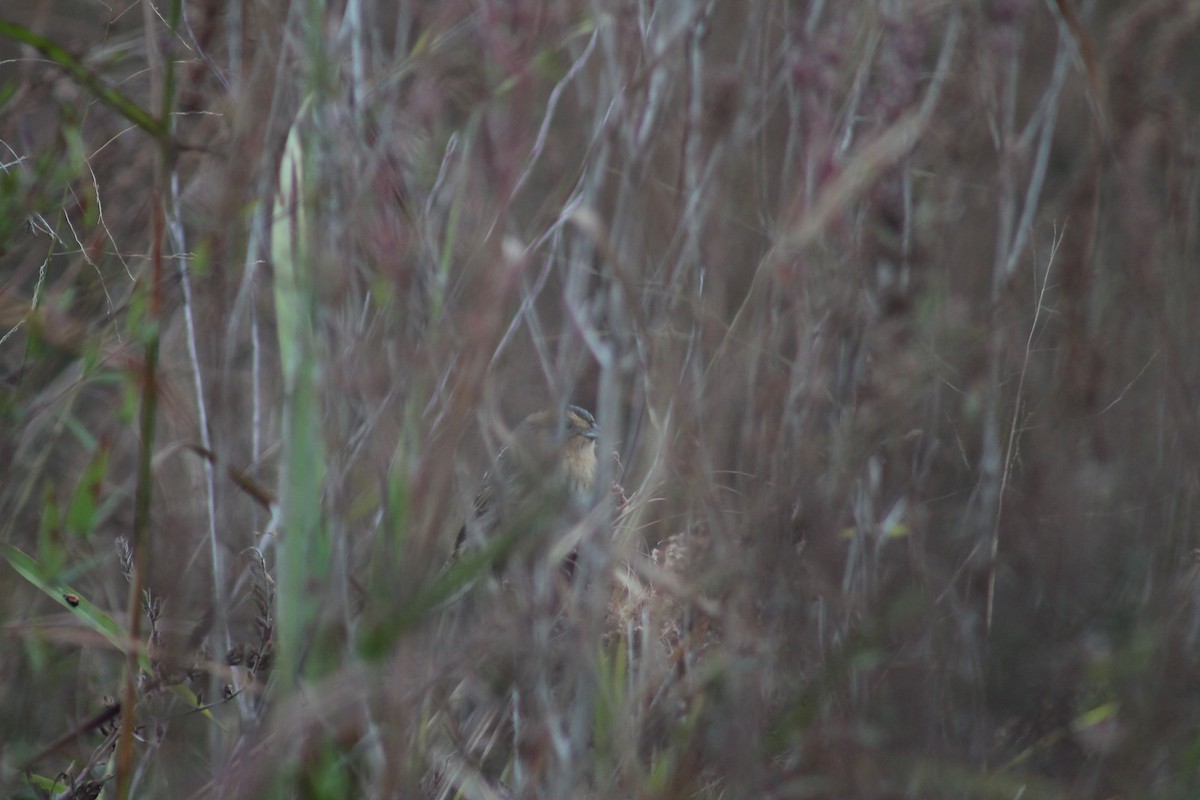 Nelson's Sparrow (Interior) - ML643510633