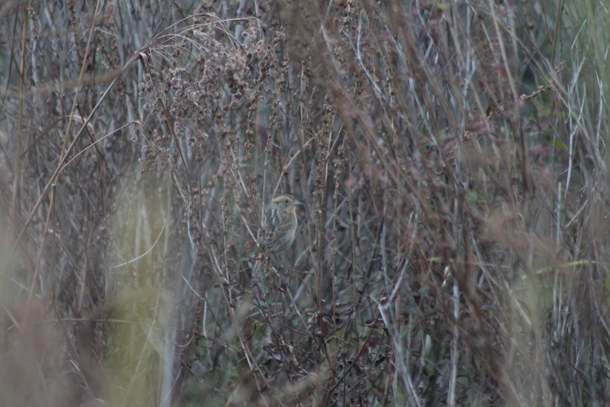 Nelson's Sparrow (Interior) - ML643510634