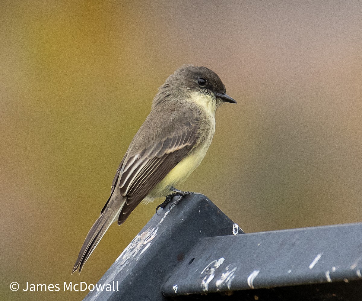 Eastern Phoebe - ML643510639