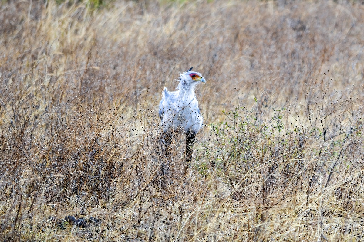 Secretarybird - ML643510640