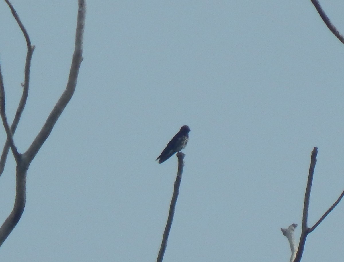 Golondrina Purpúrea - ML643510641