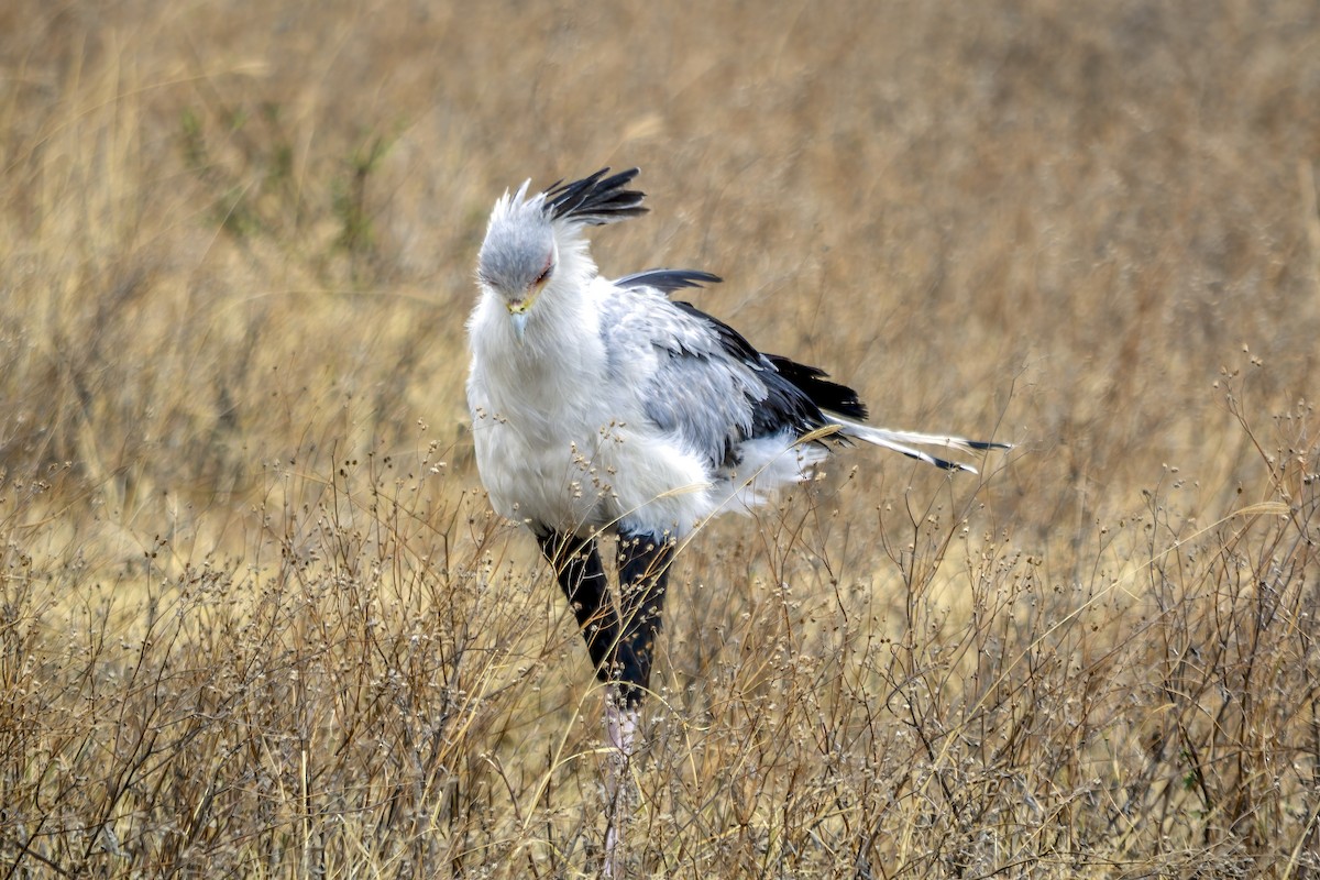 Secretarybird - ML643510642