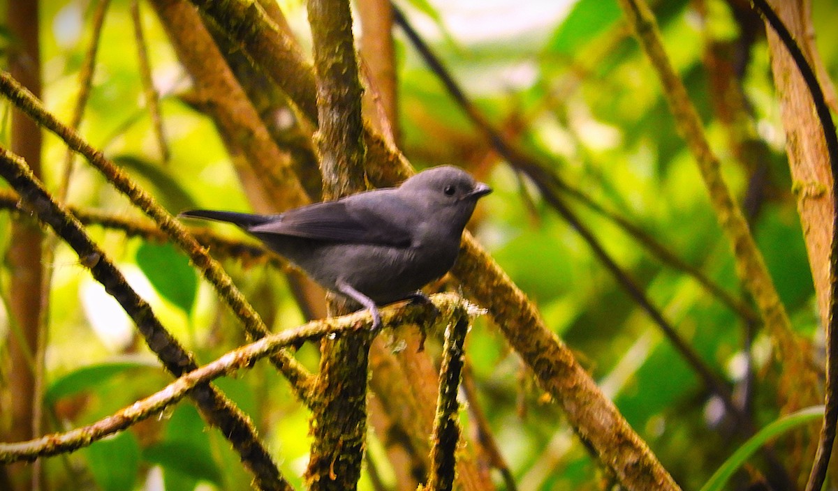 Palm Tanager - ML643510645