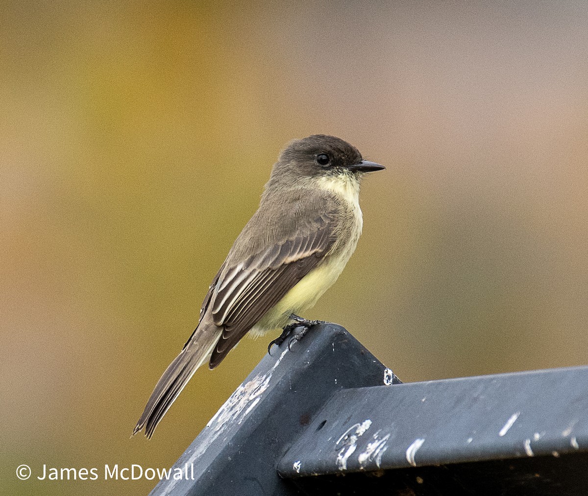 Eastern Phoebe - ML643510651