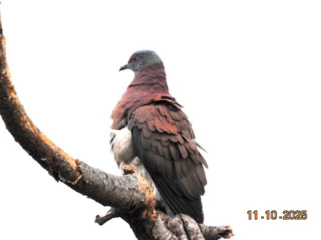 Pale-vented Pigeon - ML643510652