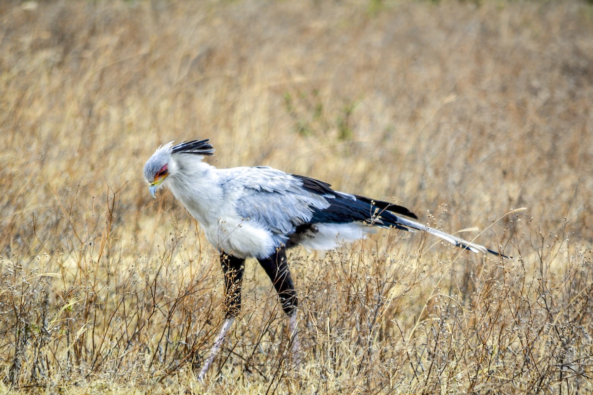 Secretarybird - ML643510653