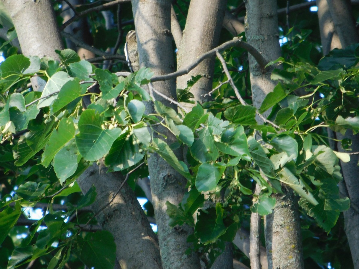 Yellow-bellied Sapsucker - ML643510654