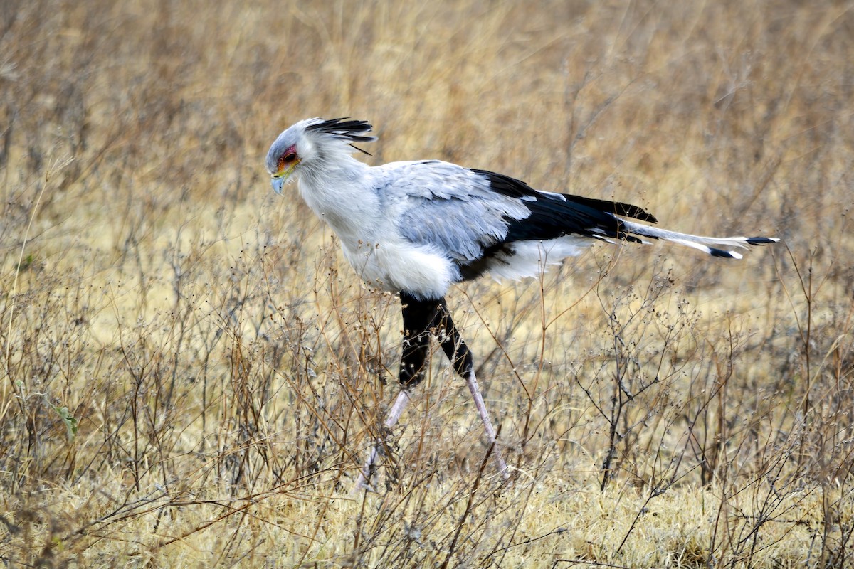 Secretarybird - ML643510655