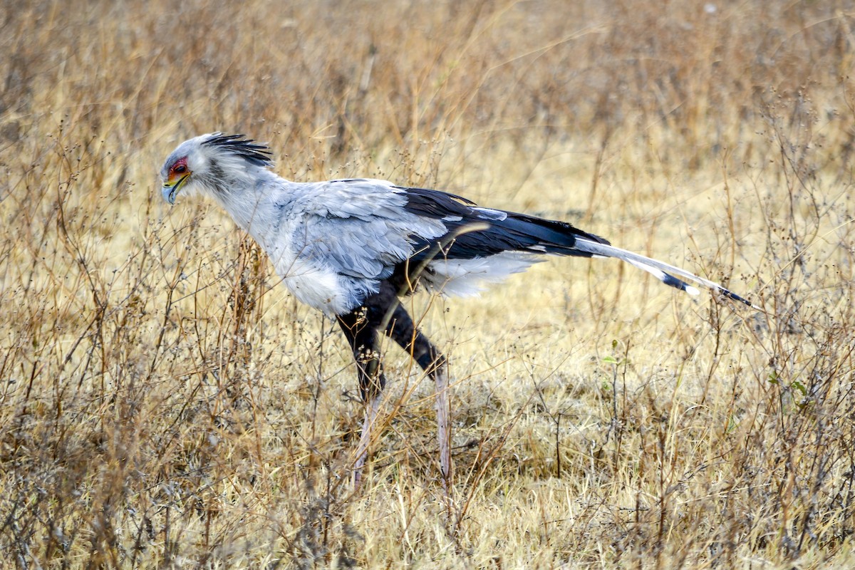Secretarybird - ML643510657