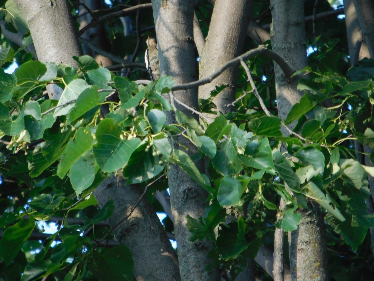 Yellow-bellied Sapsucker - ML643510658