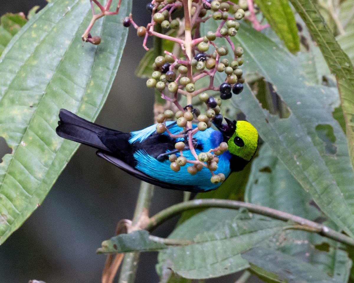 Paradise Tanager - ML643510659
