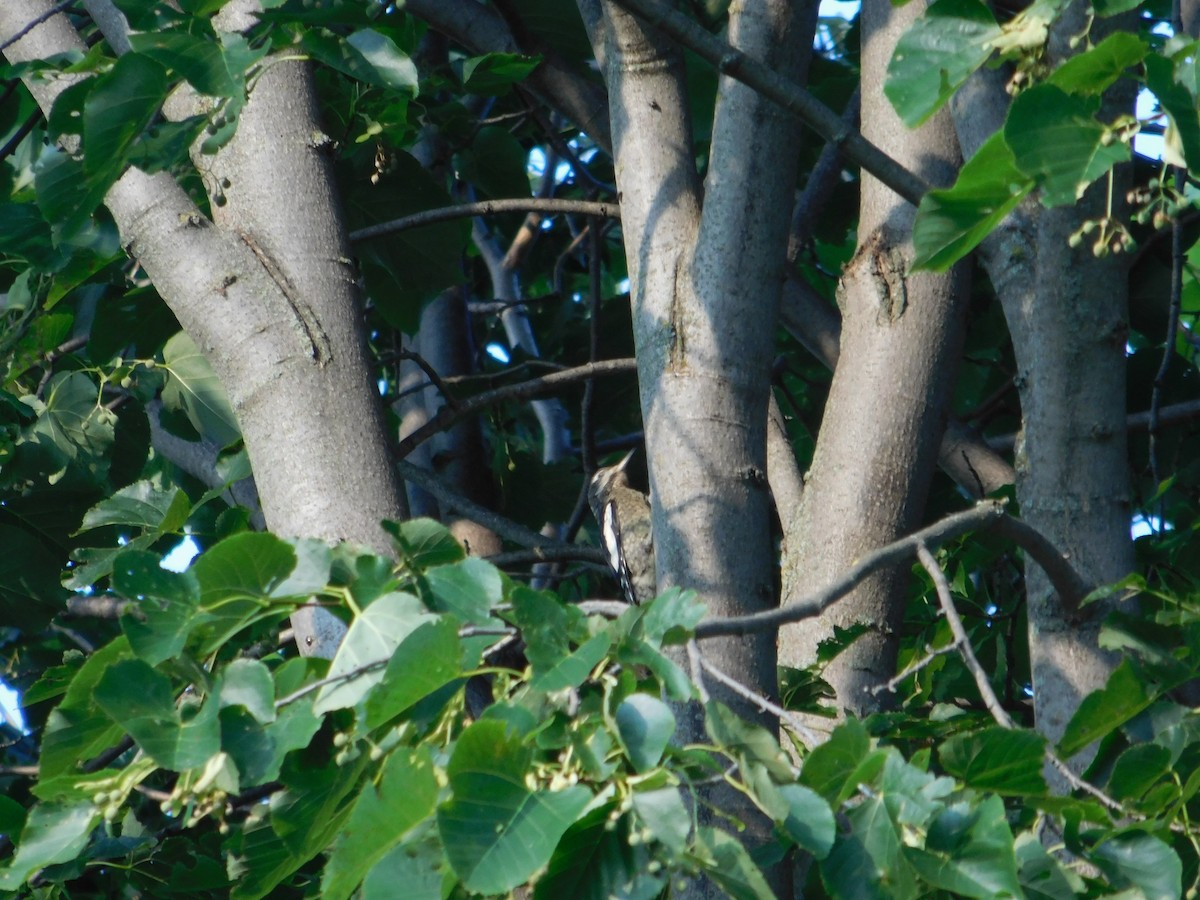 Yellow-bellied Sapsucker - ML643510663