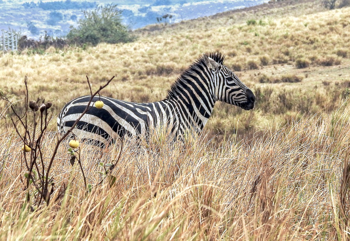 Mammals - ML643510664