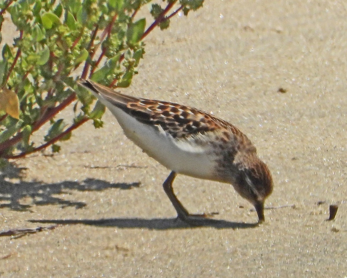 pygmésnipe - ML643510674