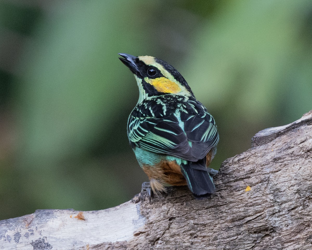 Golden-eared Tanager - ML643510685