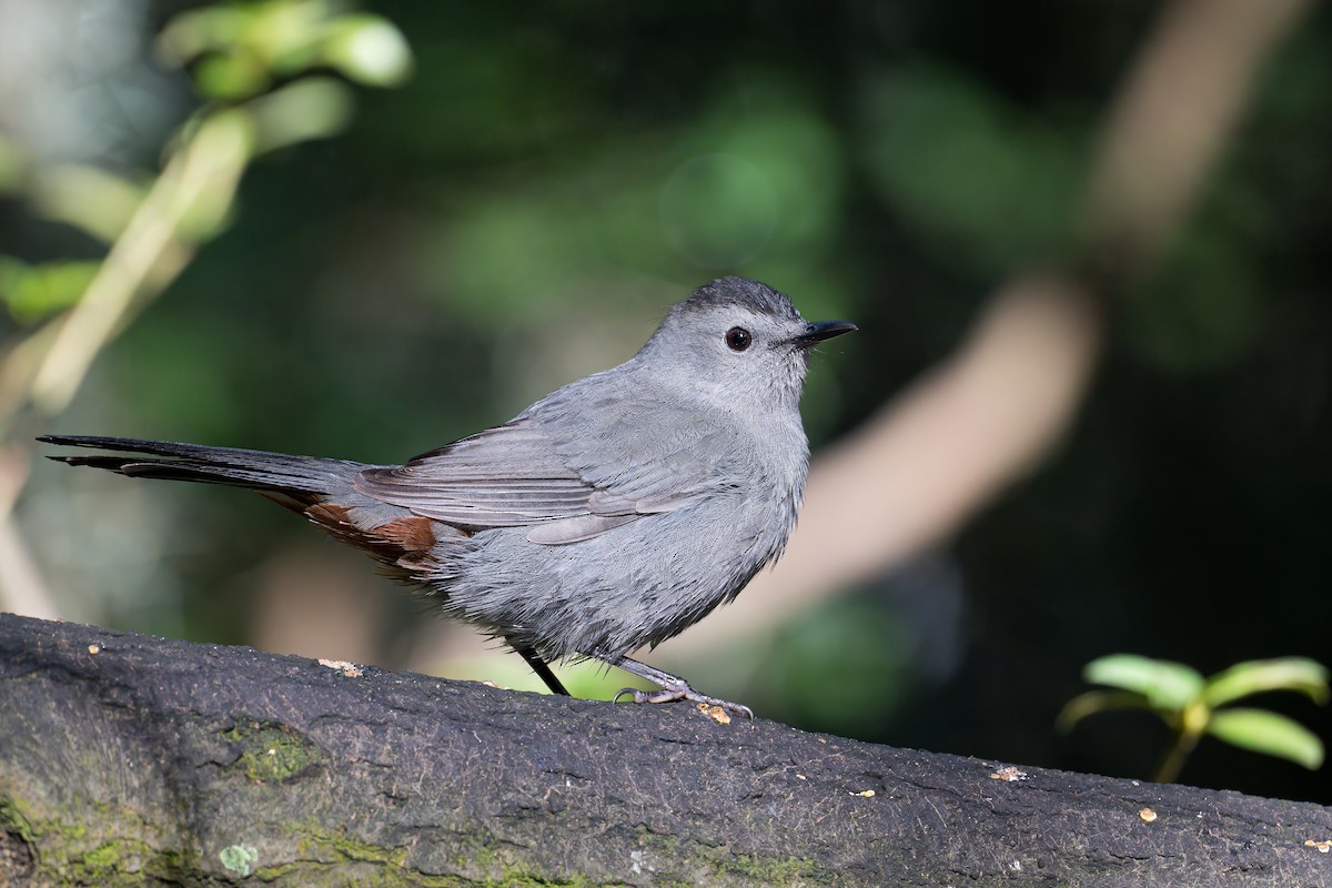 Gray Catbird - ML643510686