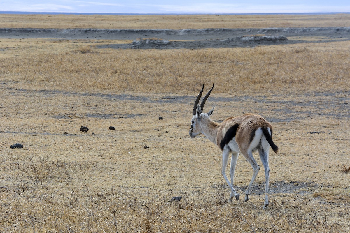 Mammals - ML643510691