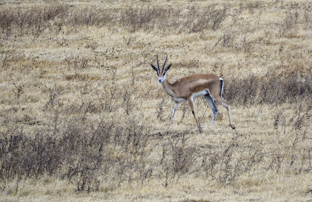 Grant's Gazelle - ML643510694