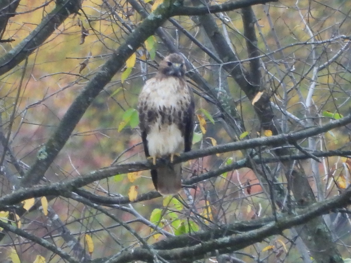 Red-tailed Hawk - ML643510695