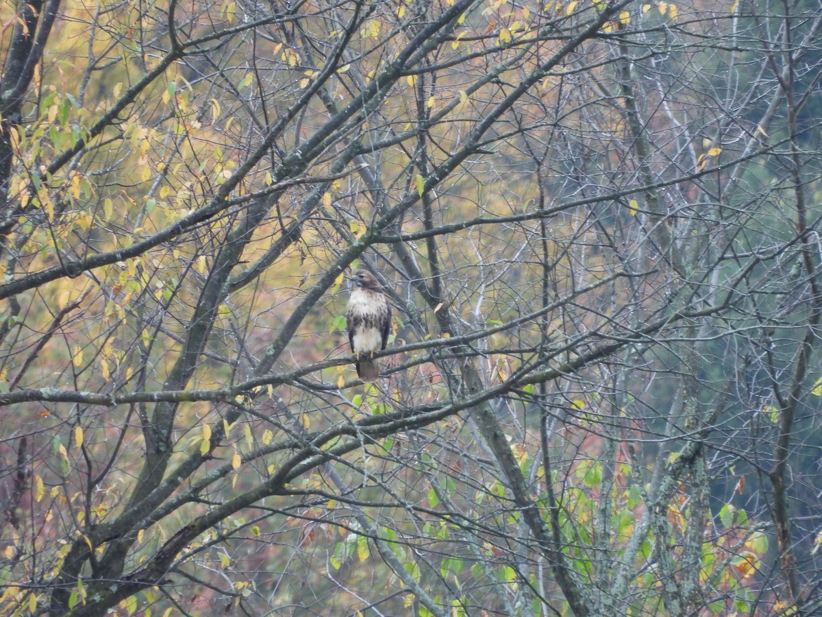 Red-tailed Hawk - ML643510696