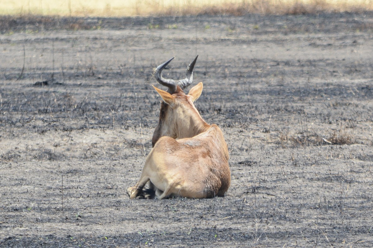 Coke's Hartebeest - ML643510699