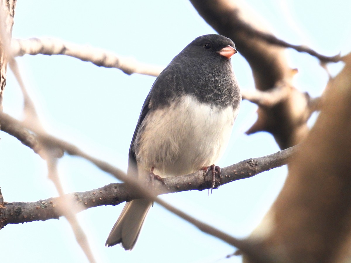 Junco Ojioscuro - ML643510700