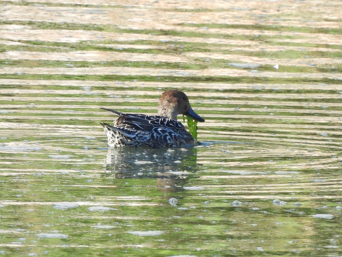 Northern Pintail - ML643510703
