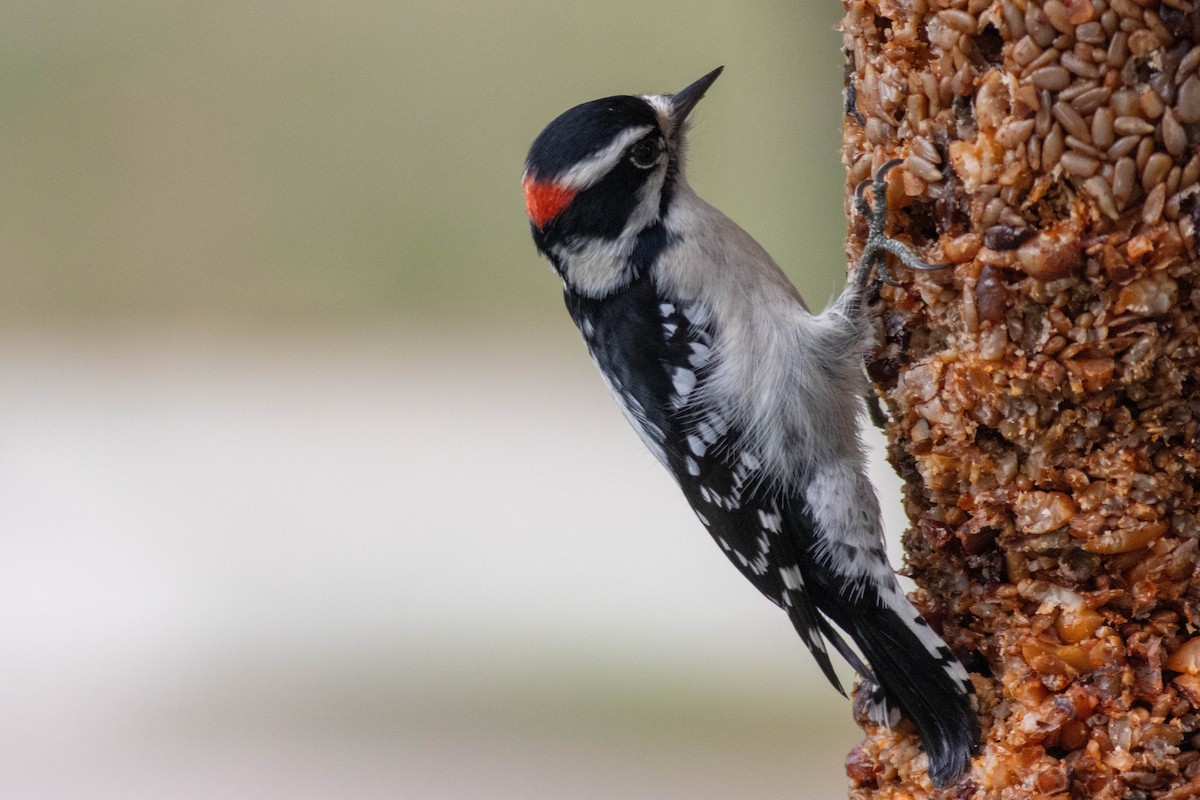 Downy Woodpecker - ML643510704