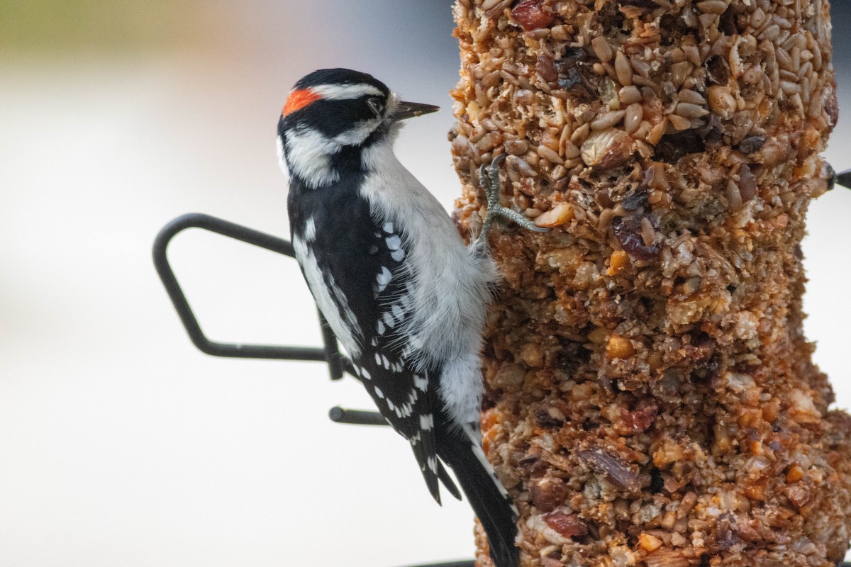 Downy Woodpecker - ML643510706