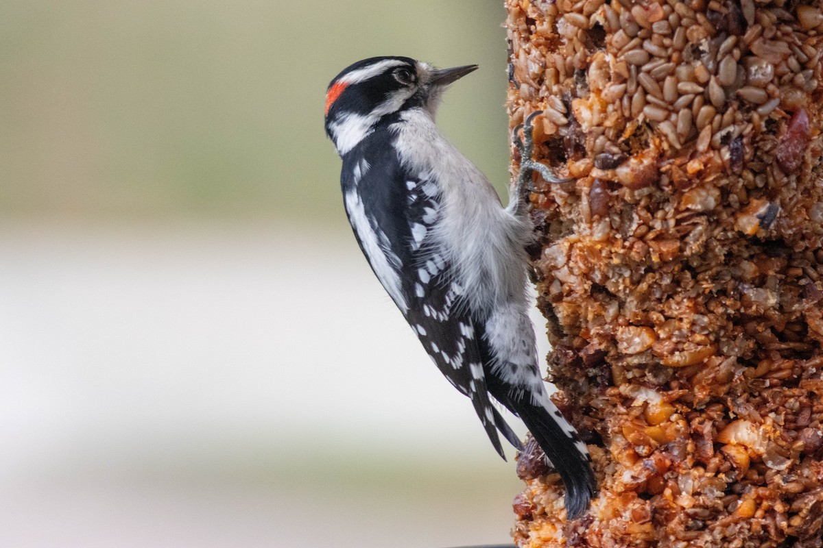 Downy Woodpecker - ML643510707