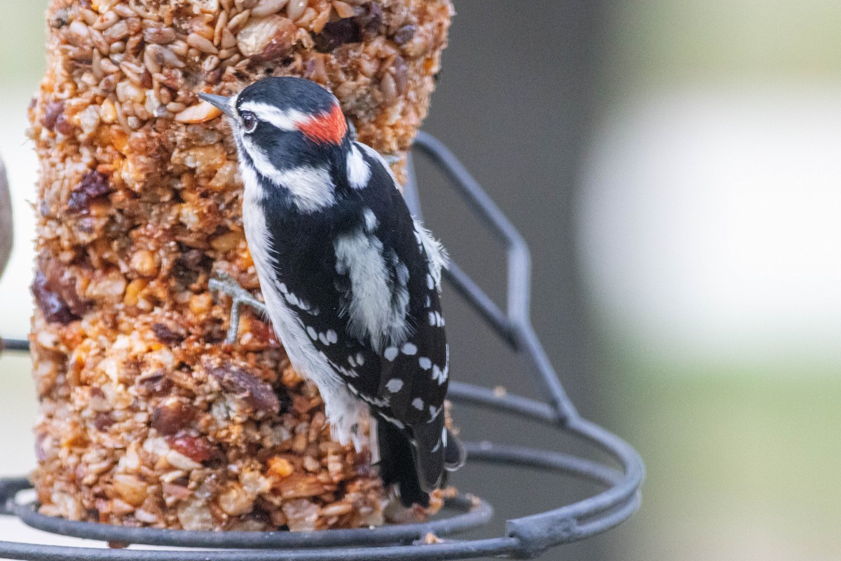 Downy Woodpecker - ML643510708