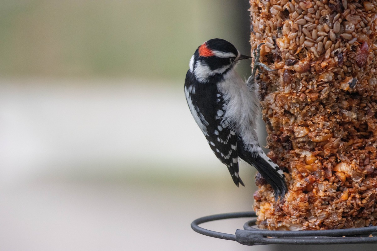 Downy Woodpecker - ML643510709