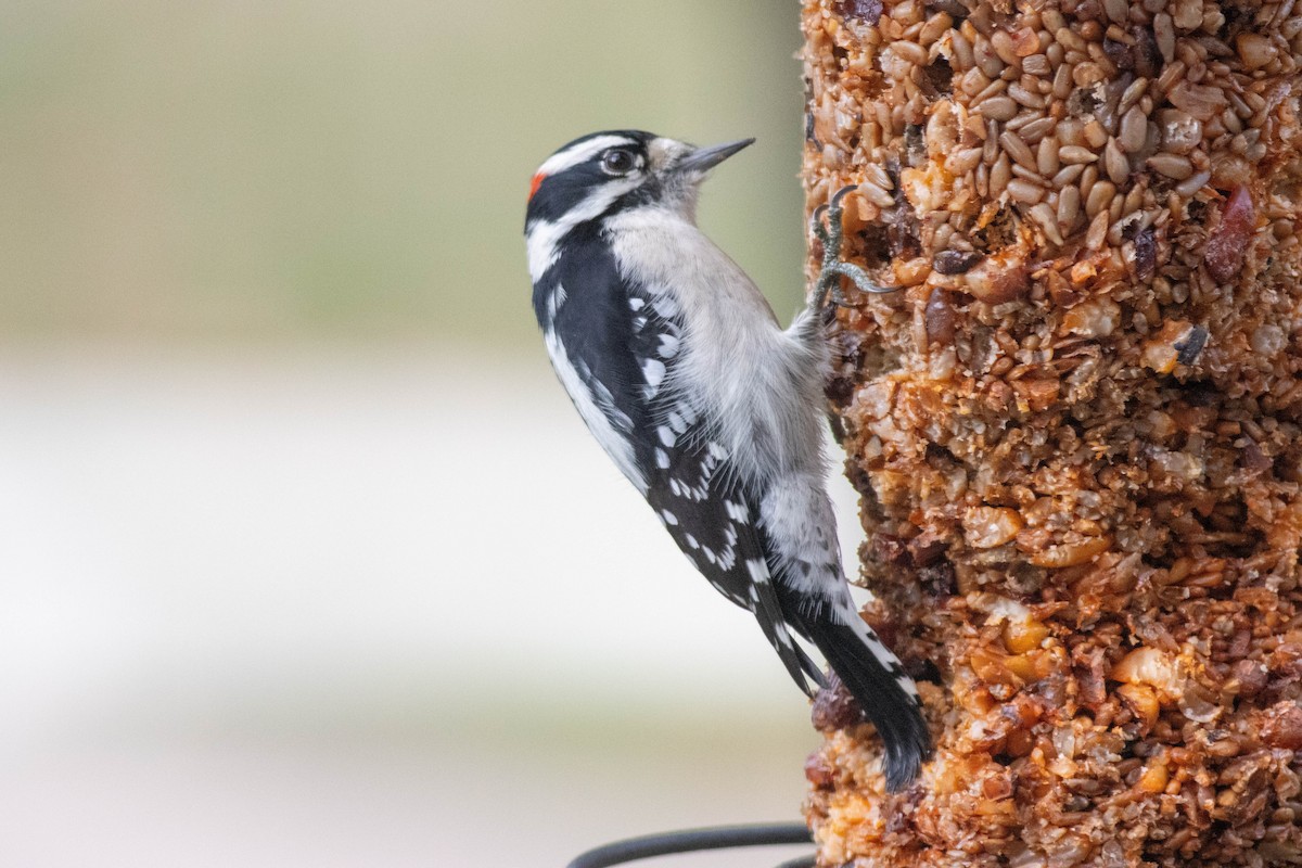 Downy Woodpecker - ML643510710