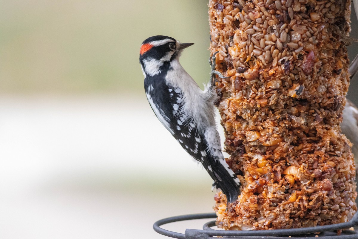 Downy Woodpecker - ML643510711
