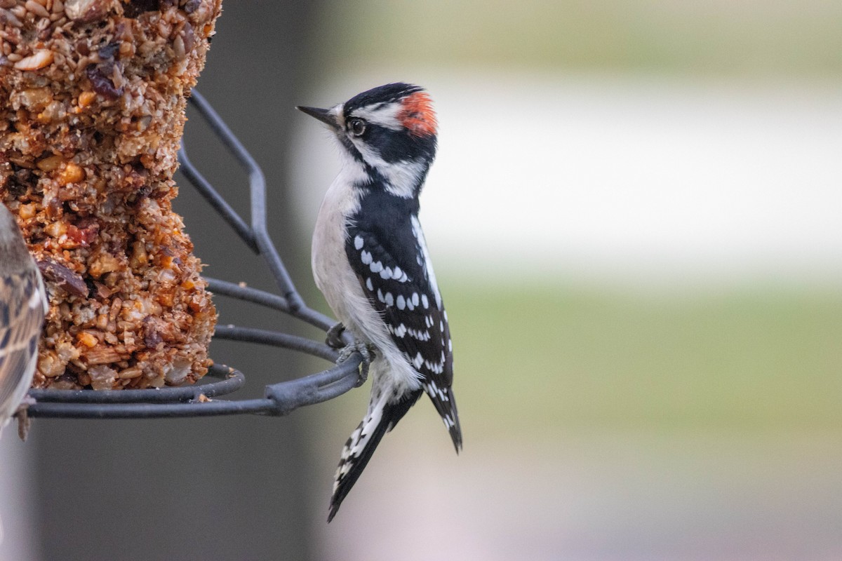 Downy Woodpecker - ML643510712