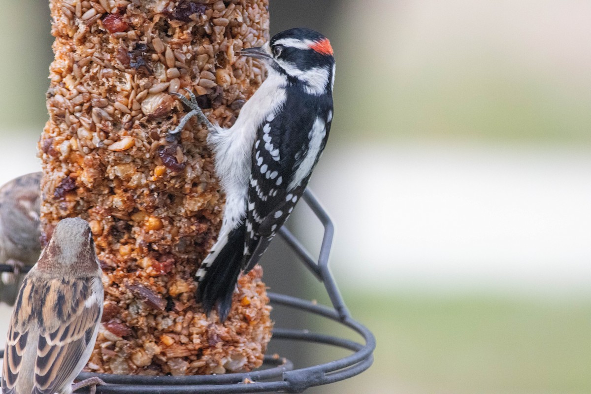 Downy Woodpecker - ML643510713