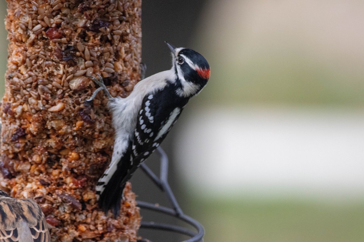 Downy Woodpecker - ML643510714