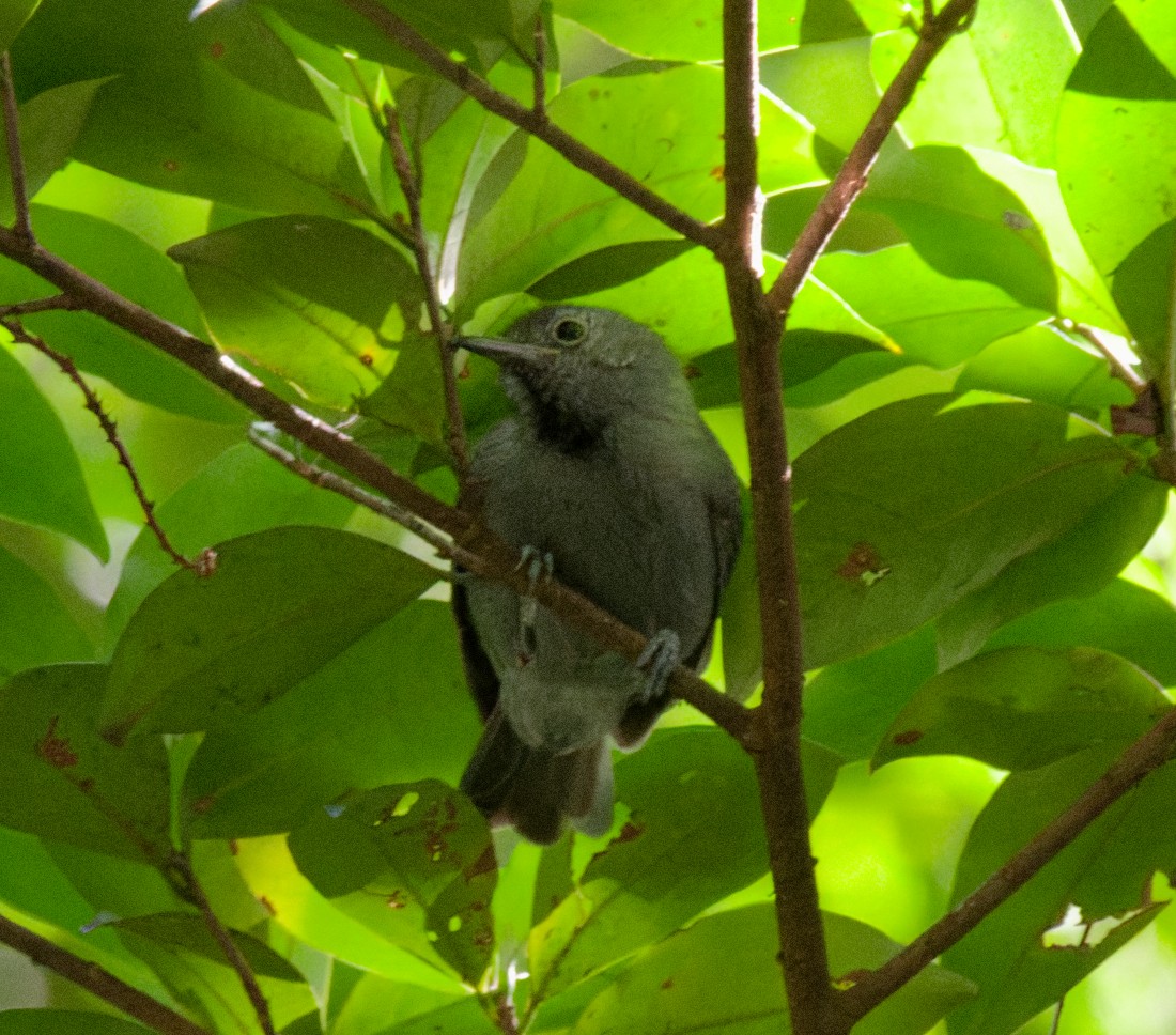 ムジヒメアリサザイ - ML643510717