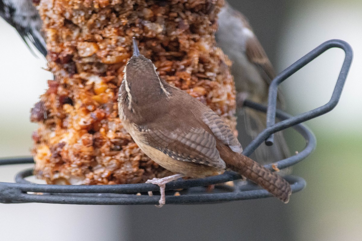 Carolina Wren - ML643510718