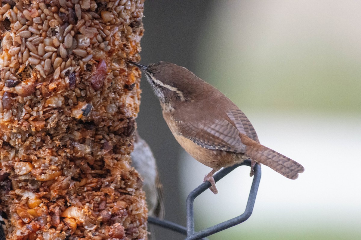 Carolina Wren - ML643510719