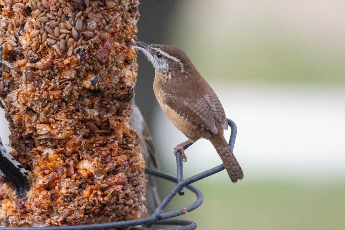 Carolina Wren - ML643510720
