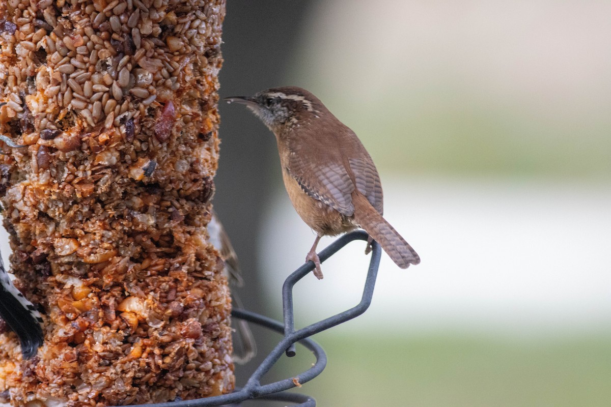 Carolina Wren - ML643510721