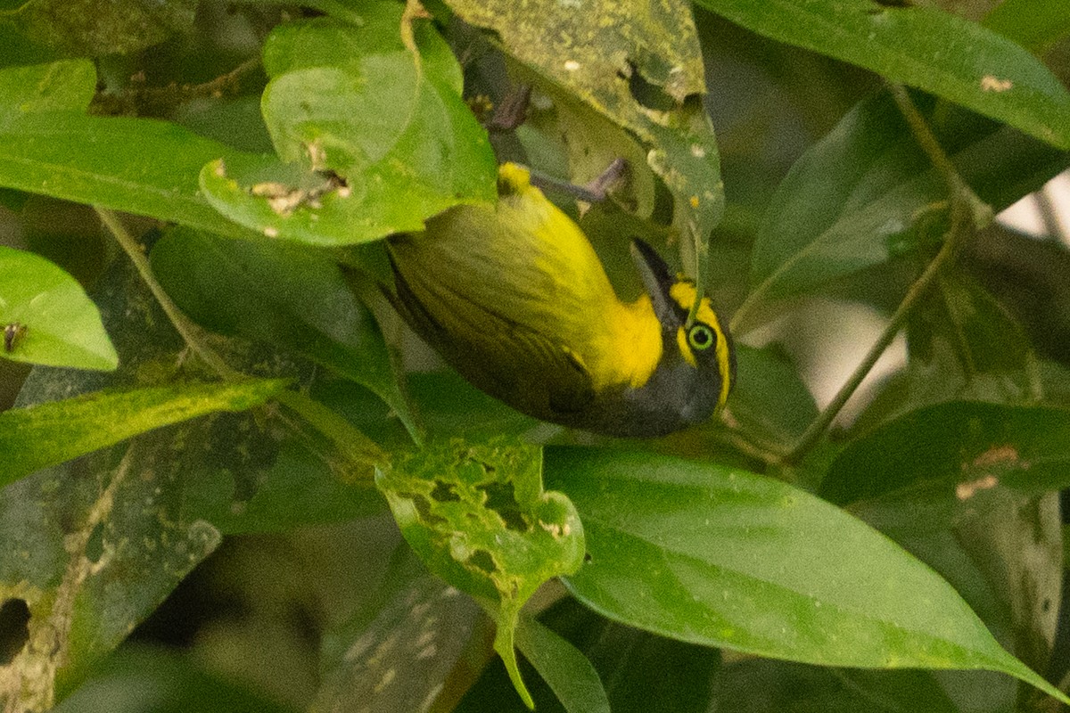 Slaty-capped Shrike-Vireo - ML643510727